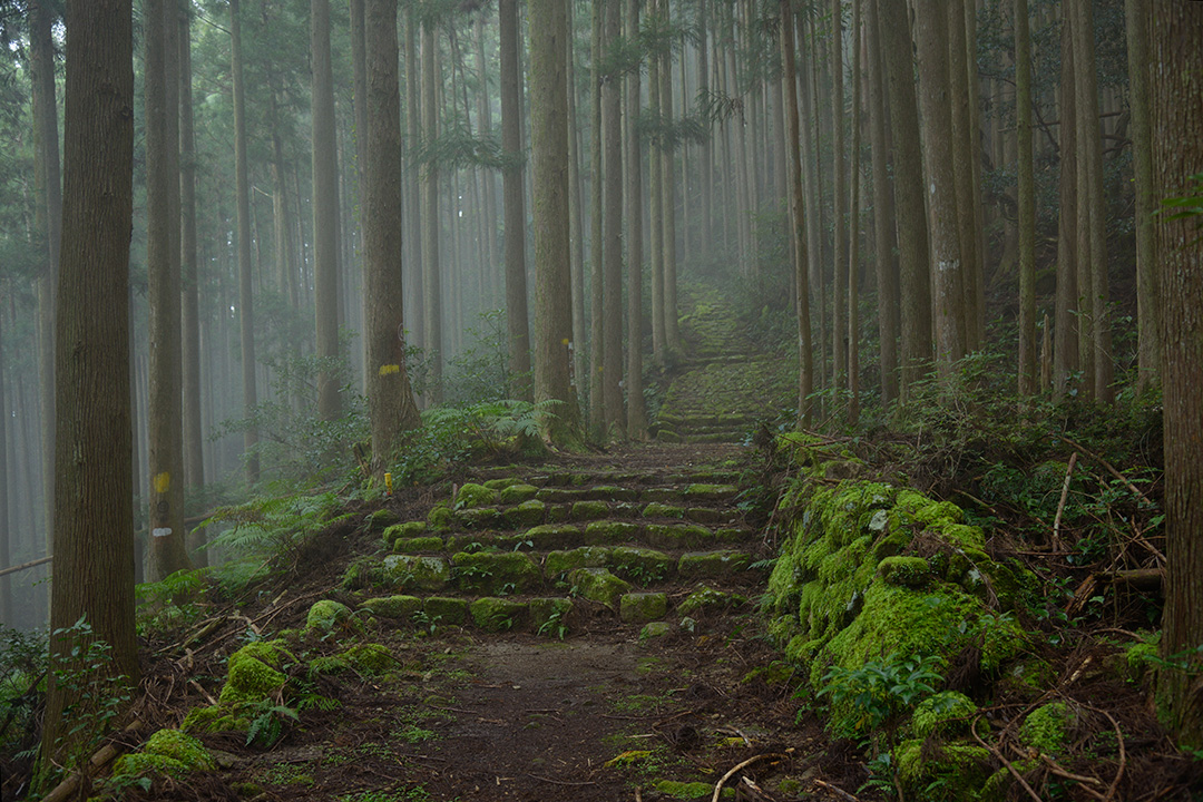 Kumanokodo stairs in fog 熊野古道 霧